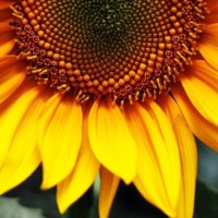  фото - 2