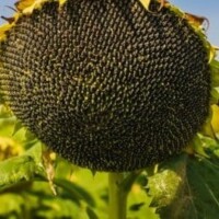  фото - 2
