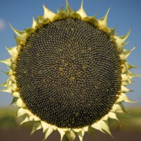  фото - 2